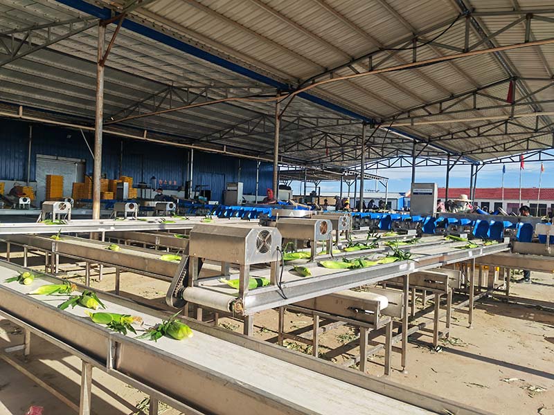 玉米分選流水線(xiàn)