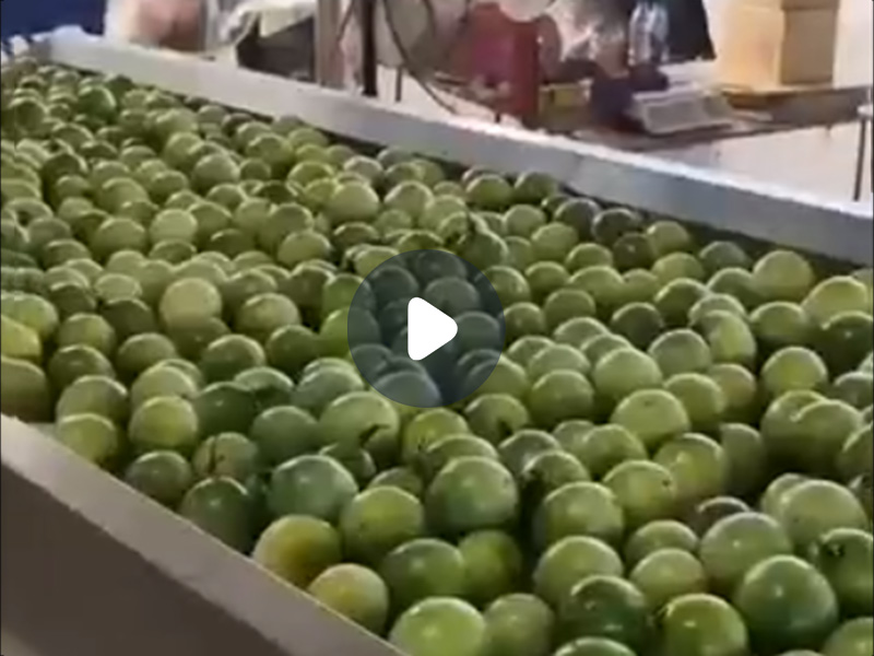 水果分選機(jī)（橙子、柑橘）